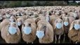 Rousky ovce