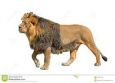 Asiatic Lion Panthera Leo Persica